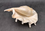 Giant Spider Conch Seashell XL Lambis Truncata (1 shell approx. 9+ inches) B GRADE Great Value For Decor, Arts, Crafts & Collecting! Tan spiral Conch shell with a wider opening and spikes. Copyright 2025 SeaShellSupply.com