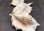 Giant Spider Conch Seashell XL Lambis Truncata (1 shell approx. 9+ inches) B GRADE Great Value For Decor, Arts, Crafts & Collecting! Tan spiral Conch shell with a wider opening and spikes. Copyright 2025 SeaShellSupply.com