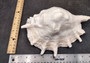 Giant Spider Conch Seashell XL Lambis Truncata (1 shell approx. 9+ inches) B GRADE Great Value For Decor, Arts, Crafts & Collecting! Tan spiral Conch shell with a wider opening and spikes. Copyright 2025 SeaShellSupply.com