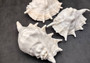 Giant Spider Conch Seashell XL Lambis Truncata (1 shell approx. 9+ inches) B GRADE Great Value For Decor, Arts, Crafts & Collecting! Tan spiral Conch shell with a wider opening and spikes. Copyright 2025 SeaShellSupply.com