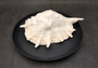 Giant Spider Conch Seashell XL Lambis Truncata (1 shell approx. 9+ inches) B GRADE Great Value For Decor, Arts, Crafts & Collecting! Tan spiral Conch shell with a wider opening and spikes. Copyright 2025 SeaShellSupply.com