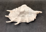 Giant Spider Conch Seashell XL Lambis Truncata (1 shell approx. 10+ inches) B GRADE Great Value For Decor, Arts, Crafts & Collecting! Tan spiral Conch shell with a wider opening and spikes. Copy right 2025 SeaShellSupply.com