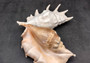 Giant Spider Conch Seashell XL Lambis Truncata (1 shell approx. 10+ inches) B GRADE Great Value For Decor, Arts, Crafts & Collecting! Tan spiral Conch shell with a wider opening and spikes. Copy right 2025 SeaShellSupply.com