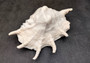 Giant Spider Conch Seashell XL Lambis Truncata (1 shell approx. 10+ inches) B GRADE Great Value For Decor, Arts, Crafts & Collecting! Tan spiral Conch shell with a wider opening and spikes. Copy right 2025 SeaShellSupply.com