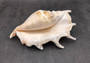 Giant Spider Conch Seashell XL Lambis Truncata (1 shell approx. 10+ inches) B GRADE Great Value For Decor, Arts, Crafts & Collecting! Tan spiral Conch shell with a wider opening and spikes. Copy right 2025 SeaShellSupply.com