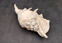 Giant Spider Conch Seashell XL Lambis Truncata (1 shell approx. 10+ inches) B GRADE Great Value For Decor, Arts, Crafts & Collecting! Tan spiral Conch shell with a wider opening and spikes. Copy right 2025 SeaShellSupply.com