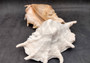 Giant Spider Conch Seashell XL Lambis Truncata (1 shell approx. 10+ inches) B GRADE Great Value For Decor, Arts, Crafts & Collecting! Tan spiral Conch shell with a wider opening and spikes. Copy right 2025 SeaShellSupply.com