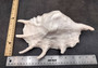 Giant Spider Conch Seashell XL Lambis Truncata (1 shell approx. 10+ inches) B GRADE Great Value For Decor, Arts, Crafts & Collecting! Tan spiral Conch shell with a wider opening and spikes. Copy right 2025 SeaShellSupply.com