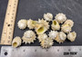 Green Yellow Astraea Star Seashells Astraea Calcar (15 shells approx. 0.5+ inches) Small spiral shells. Copyright 2024 SeashellSupply.com
