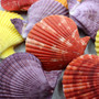 Noble Scallop Seashell Pairs Assorted Colors (3 shell pairs approx. 2+ inches) Pecten Nobilis Shells for crafting decoration & display!