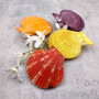 Noble Scallop Seashell Pairs Assorted Colors (3 shell pairs approx. 2+ inches) Pecten Nobilis Shells for crafting decoration & display!