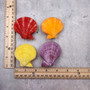 Noble Scallop Seashell Pairs Assorted Colors (3 shell pairs approx. 2+ inches) Pecten Nobilis Shells for crafting decoration & display!