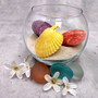 Noble Scallop Seashell Pairs Assorted Colors (3 shell pairs approx. 2+ inches) Pecten Nobilis Shells for crafting decoration & display! Copyright 2026 SeaShellSupply.com.