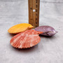 Noble Scallop Seashell Pairs Assorted Colors (3 shell pairs approx. 2+ inches) Pecten Nobilis Shells for crafting decoration & display! Copyright 2026 SeaShellSupply.com.