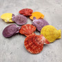 Noble Scallop Seashell Pairs Assorted Colors (3 shell pairs approx. 2+ inches) Pecten Nobilis Shells for crafting decoration & display!