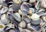 Purple Violet Clam Seashell Halves Macta Violacea (approx. HALF cup 50+ shells 0.75+ inches) Purple Clam shells for collecting & crafting! Copyright 2025 SeaShellSupply.com.