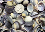 Purple Violet Clam Seashell Halves Macta Violacea (approx. HALF cup 50+ shells 0.75+ inches) Purple Clam shells for collecting & crafting! Copyright 2025 SeaShellSupply.com.