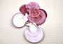Noble Scallop Seashell Pairs Pecten Nobilis (3 shell pairs approx. 2.5+ inches) Perfect shells for coastal crafting décor & collections! Copyright 2024 SeashellSupply.com