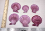Noble Scallop Seashell Pairs Pecten Nobilis (3 shell pairs approx. 2.5+ inches) Perfect shells for coastal crafting décor & collections! Copyright 2024 SeashellSupply.com