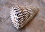 Lettered/Alphabet Cone Seashell - Conus Litteratus - (1 shell approx. 3-4 inches). one multi row and spotted shell. Copyright 2022 SeaShellSupply.com.
