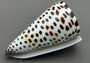 Lettered/Alphabet Cone Seashell - Conus Litteratus - (1 shell approx. 3-4 inches). one multi row and spotted shell. Copyright 2022 SeaShellSupply.com.