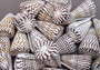 Lettered Alphabet Cone Seashell Conus Litteratus (1 shell approx. 3+ inches) Cone shell great for coastal crafts and displays!