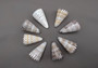 Lettered Alphabet Cone Seashell Conus Litteratus (1 shell approx. 3+ inches) Cone shell great for coastal crafts and displays!
