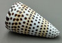 Lettered/Alphabet Cone Seashell - Conus Litteratus - (1 shell approx. 3-4 inches). one multi row and spotted shell. Copyright 2022 SeaShellSupply.com.