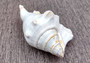 Spider Conch Seashell Lambis Lambis (1 shell approx. 4+ inches) B Grade great for coastal crafting displays and collections!