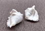 Spider Conch Seashell Lambis Lambis (1 shell approx. 4+ inches) B Grade great for coastal crafting displays and collections!