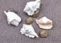 Spider Conch Seashell Lambis Lambis (1 shell approx. 4+ inches) B Grade great for coastal crafting displays and collections!