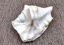 Spider Conch Seashell Trimmed Lambis Lambis (1 shell approx. 4+ inches) B GRADE Spider Conch Shell for crafting display & decor!