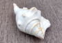 Spider Conch Seashell Trimmed Lambis Lambis (1 shell approx. 4+ inches) B GRADE Spider Conch Shell for crafting display & decor!
