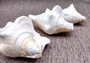 Spider Conch Seashell Trimmed Lambis Lambis (1 shell approx. 4+ inches) B GRADE Spider Conch Shell for crafting display & decor!