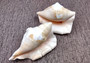 Spider Conch Seashell Trimmed Lambis Lambis (1 shell approx. 4+ inches) B GRADE Spider Conch Shell for crafting display & decor!