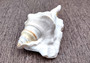 Spider Conch Seashell Trimmed Lambis Lambis (1 shell approx. 4+ inches) B GRADE Spider Conch Shell for crafting display & decor!