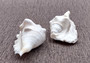 Spider Conch Seashell Trimmed Lambis Lambis (1 shell approx. 4+ inches) B GRADE Spider Conch Shell for crafting display & decor!