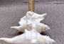 Spider Conch Seashell Trimmed Lambis Lambis (1 shell approx. 4+ inches) B GRADE Spider Conch Shell for crafting display & decor!