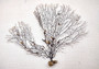 Black Sea Fan Coral Gorgonia Ventalina (1 fan approx. 12+ inches) Copyright 2024 SeashellSupply.com