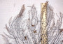 Black Sea Fan Coral Gorgonia Ventalina (1 fan approx. 12+ inches) Copyright 2024 SeashellSupply.com