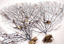 Black Sea Fan Coral Gorgonia Ventalina (1 fan approx. 12+ inches) Copyright 2024 SeashellSupply.com