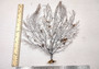 Black Sea Fan Coral Gorgonia Ventalina (1 fan approx. 12+ inches) Copyright 2024 SeashellSupply.com