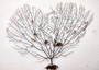 Black Sea Fan Coral Gorgonia Ventalina (1 fan approx. 12+ inches) Special sea fan for any coastal collection or artistic display!