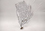 Black Sea Fan Corals Dried Gorgonia Ventalina (1 fan approx. 10+ inches) Copyright 2024 SeashellSupply.com