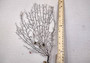 Black Sea Fan Corals Dried Gorgonia Ventalina (1 fan approx. 10+ inches) Copyright 2024 SeashellSupply.com