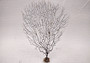 Black Sea Fan Corals Dried Gorgonia Ventalina (1 fan approx. 10-11+ inches) Natural sea fan coral branches for arts crafts & home decor!