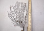 Black Sea Fan Corals Dried Gorgonia Ventalina (1 fan approx. 10-11+ inches) Natural sea fan coral branches for arts crafts & home decor!