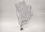 Black Sea Fan Corals Dried Gorgonia Ventalina (1 fan approx. 10-11+ inches) Natural sea fan coral branches for arts crafts & home decor!