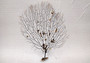 Black Sea Fan Corals Dried Gorgonia Ventalina (1 fan approx. 10+ inches) Copyright 2024 SeashellSupply.com