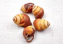 Reddish Brown Land Snail Shells (5 shells approx. 1.5+ inches) Copyright 2024 SeashellSupply.com